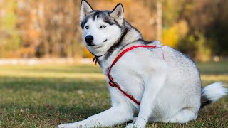 Understanding the Vocal Tendencies of Siberian Huskies by USA Pup Patrol 7 views 3 weeks ago 4 minutes, 31 seconds