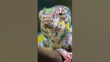 The Largest Chameleon On Earth…