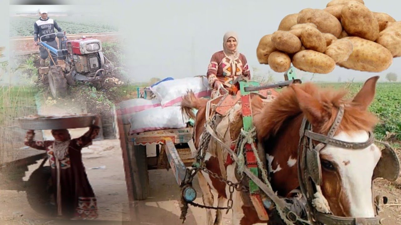 يفرحه ما تمت روحنا نخلع ارض البطاطس🥔 اتفاجئنا من اسعارها 😱والإنتاج بتاع الأرض وتعب محمد ابنى راح 😞