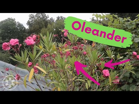 Wideo: Oleander - Użyteczne Właściwości I Zastosowania Oleandrów, Kwiatów Oleandrów. Oleander Zwykły, Biały, Wewnętrzny, Różowy, żółty