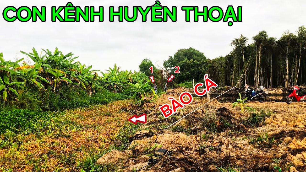 Tranh Nhau CÂU Bào Con CÁ RÔ ĐỒNG Khi Nó Chịu Ăn Mồi / 12h00 TRƯA Gồng CÁ Hết Lực @Câu Cá Long An