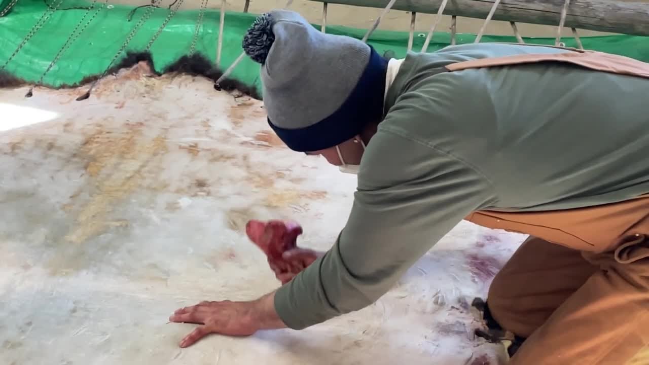 Blackfeet Tribe teaching bison hide tanning to next generation