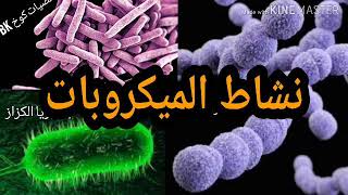 الدرس 19نشاط الميكروبات دروس العلوم الطبيعية للرابعة متوسط
