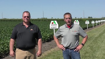 Xtend Flex Soybean Summary