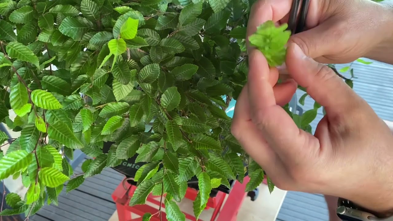 DEFOGLIAZIONE, un breve esempio su una latifoglia. DEFOLIATION.