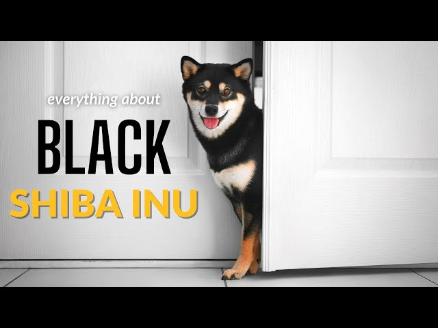 Black Shiba Inu 15 Things You Should Know | Dogs 101 - Youtube