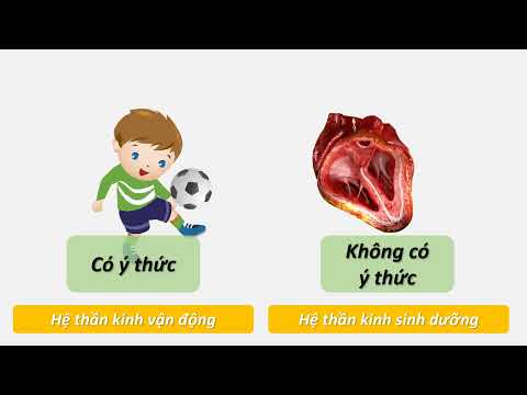 Video Sinh học lớp 8 bài 43 - Giới thiệu chung về hệ thần... - YouTube