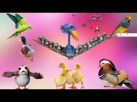 Bird sounds : duck, owl, swan, goose,eagle - Cute Little Animals