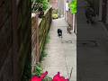 Shogun🐈‍⬛🍀I Tyson 🐈❤️ wczesnym rankiem w ogrodzie 🌷🧡🍀🌷❤️💚