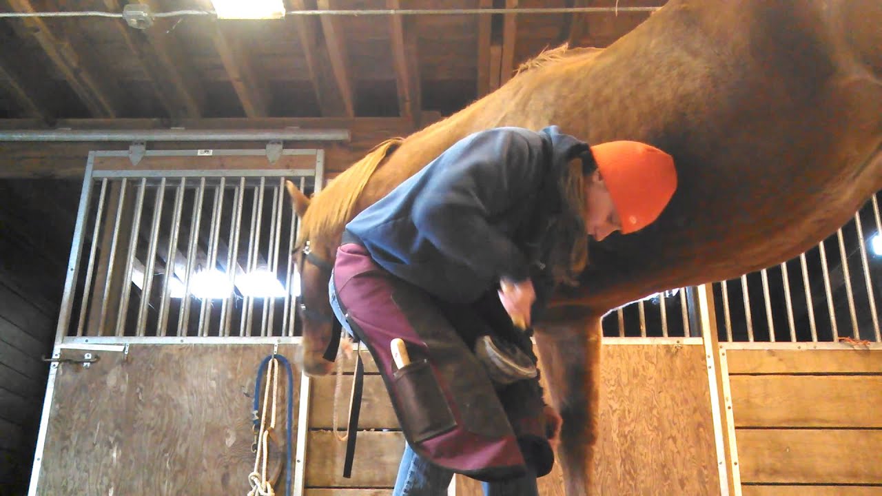 Benefits Of Trimming Your Own Horses Hooves 