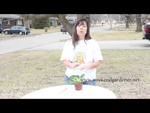 Learn How to Properly Clean African Violet Leaves