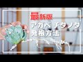 【最新版】アガベ チタノタのベアルート発根方法はこれ
