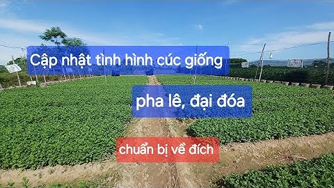 Cập nhật tình hình cúc giống pha lê đại đóa chuẩn bị về đích
