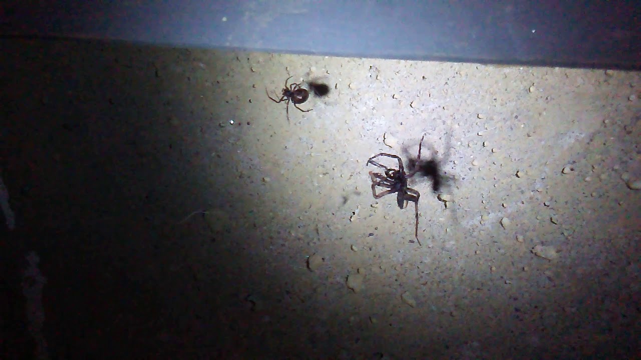 Wolf Spider Caught in Tangle Web