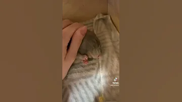 ПЛЮШЕВЫЙ КРЫС ШУНЯ ОТДЫХАЕТ🐭💤