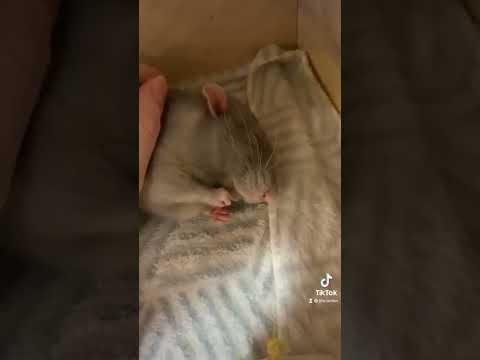 ПЛЮШЕВЫЙ КРЫС ШУНЯ