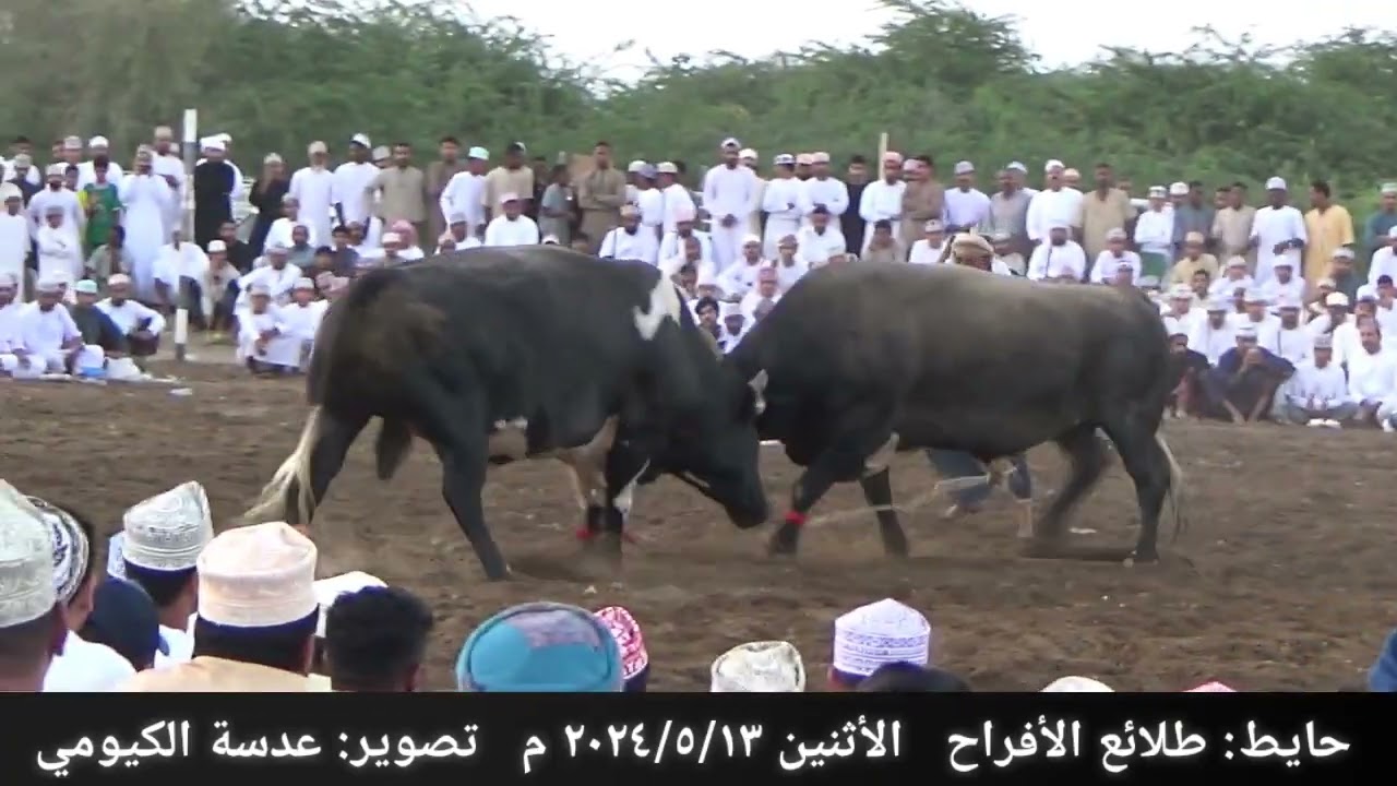 زنجير و بهلوان ... حايط طلائع الأفراح ١٦