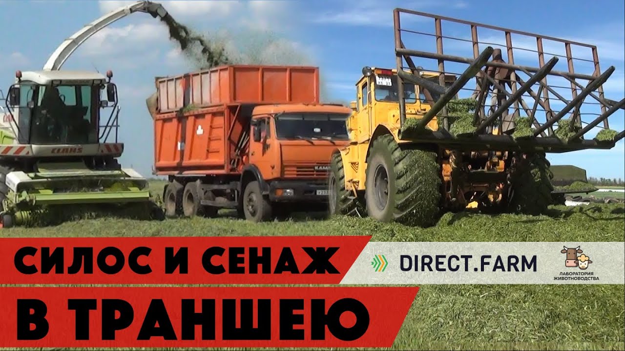 Камазы возят сенаж