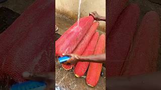 Mencuci buah merah kuansu Papua pegunungan #buahmerah #fruits