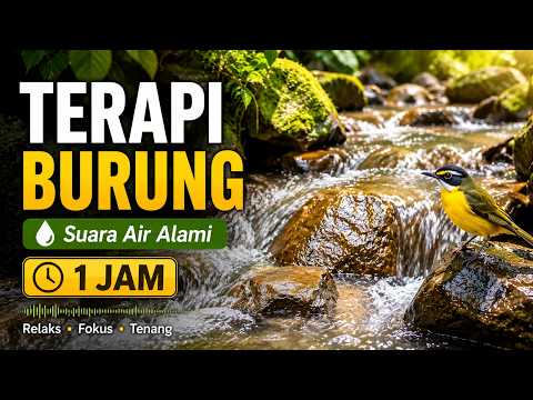 1 Jam Suara Sungai Kecil untuk Burung Lebih Tenang dan Nyaman