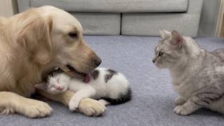 When My Tiny Kitten Chose Her Golden Retriever Foster Dad Over Her Real Cat Dad!