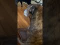 Kado And The Cat Please Subscribe And Share Kado And The Cat Please Subscribe And Share