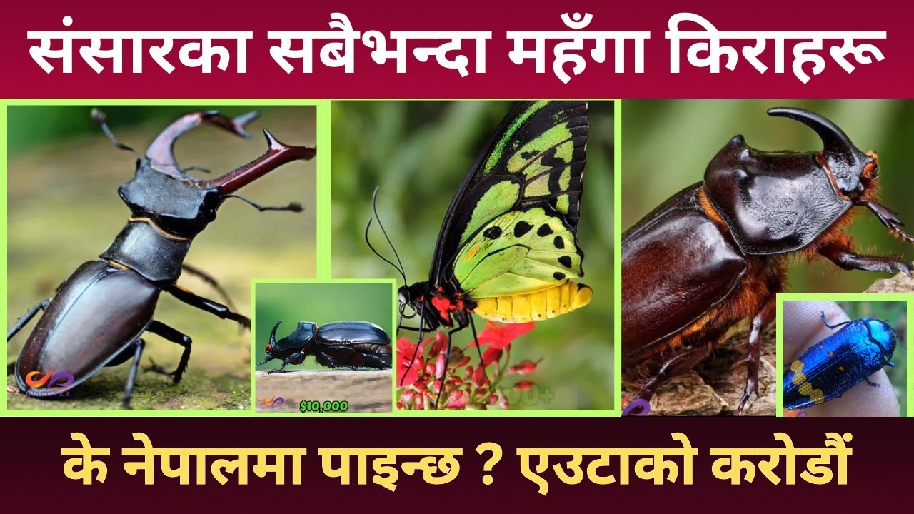 The World's Most Expensive Insects || Price One  Millions || discover Nepal