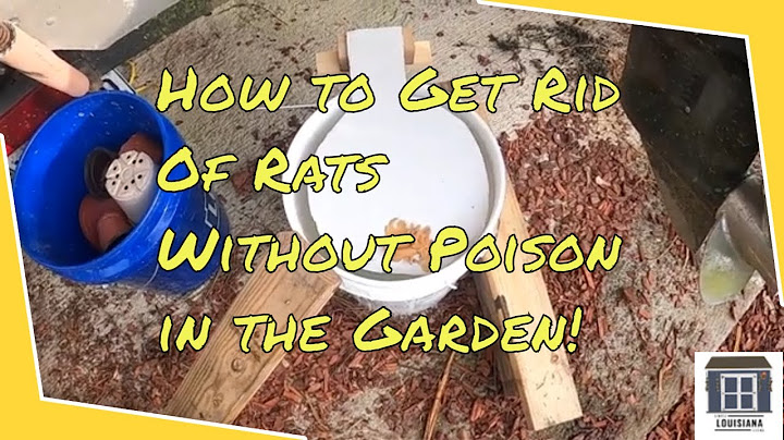 How to get rid of rats outside without poison