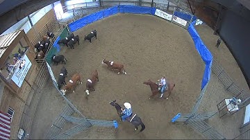 Big Sky Ranch Sorting Saddle Series Finals - #7 HC - Round #1 - Ride #57