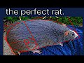 Math memes 13  the perfect rat