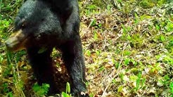 'Not Guilty' Game Cam Blog