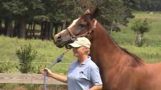 Creating a Partnership with your Horse: in Equus