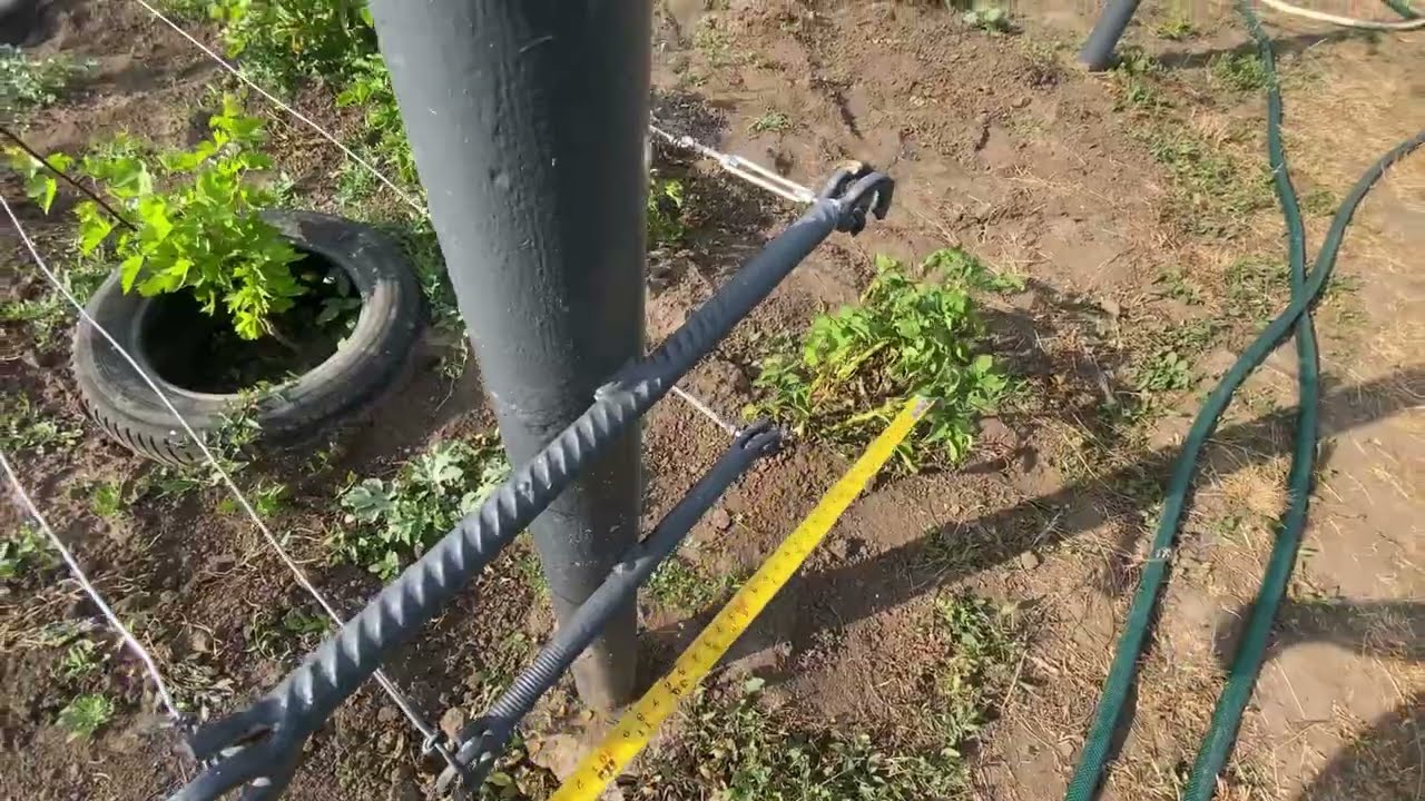 Шпалера для винограду