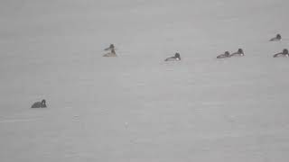 Ring-necked Ducks, Canvasbacks and Redheads, Tillamook County, Tillamook, Oregon, USA, 9/12/18