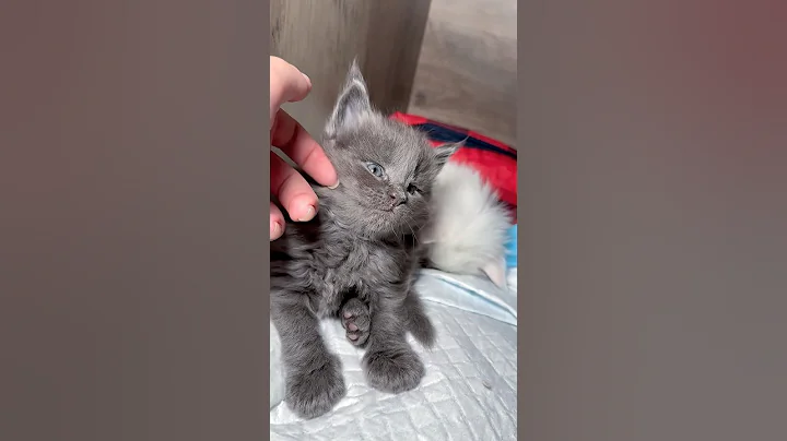 Watch the video about Blue Maine Coon kitten 💙 #blue #kittensoftiktok #foryoupage #viral #adorable #catlover #viralvideo