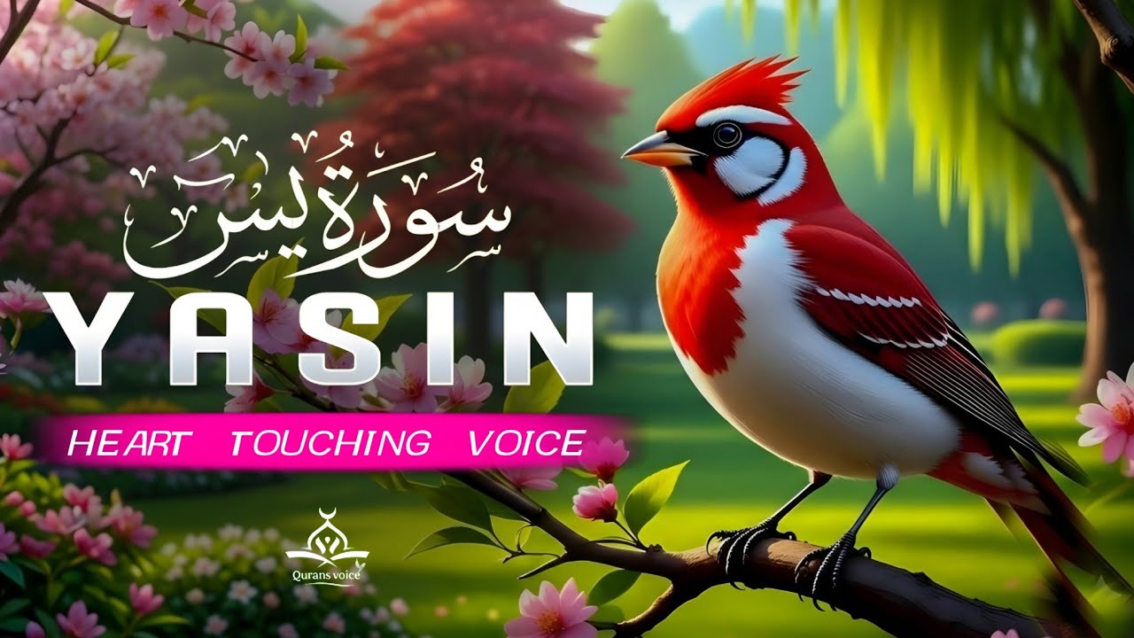 Surah Yaseen |  Most Beautiful Recitation by Ala'a Aqel | Qurans Voice