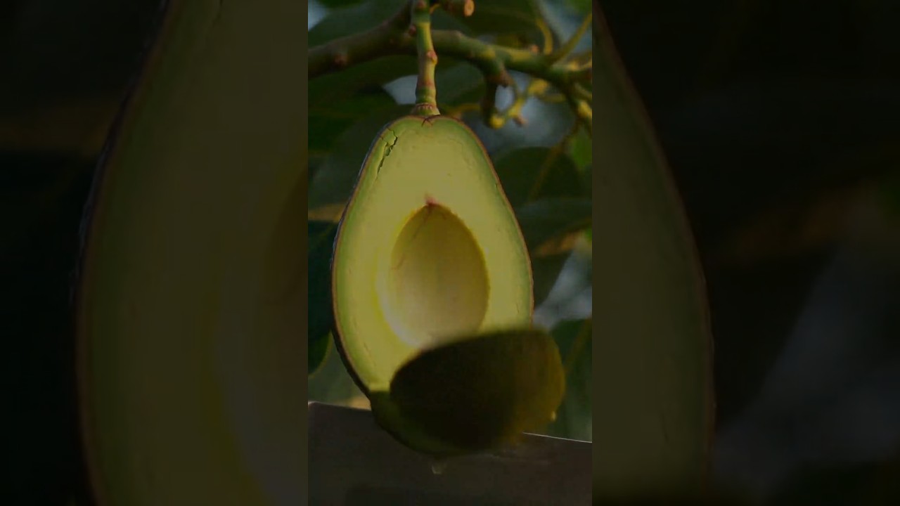 Avocado Cutting ASMR 🥑