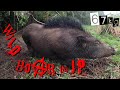 #91【有害鳥獣駆除】67kgの雌猪を駆除！ - A female boar weighing 67 kg was captured.