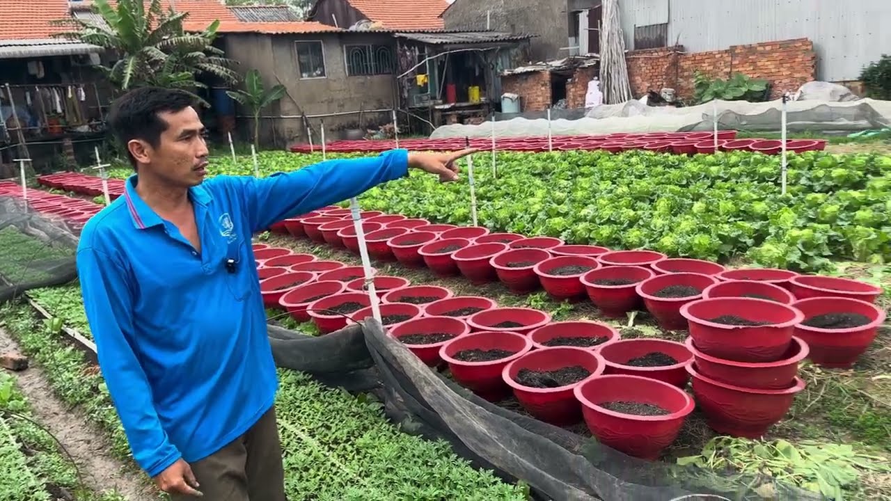 Ra chậu và chuẩn bị trồng hoa vạn thọ