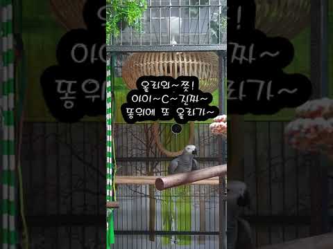 똘이를 보면 웃음이 절로 나와!K-parrot [연구대상똘이뷰] Korean-gray parrot#shorts