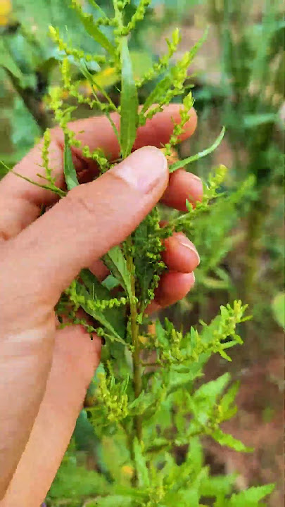 This plant is a treasure #paico #epazote #medicinalplants