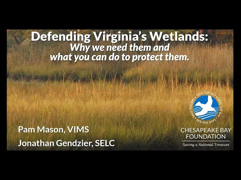 Defending Virginia’s Wetlands: Why we need them and what you can do to protect them