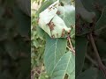 សត្វអង្រ្គងធ្វើសំបុក Big Red Ants 🐜 Are Making A Nest 🪹First Time See Like This.Amazing! #animals