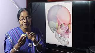 Lecture On Maxilla