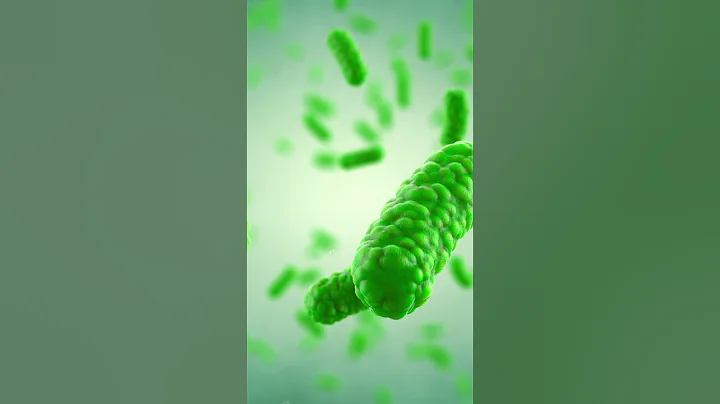 Can You Take L-Reuteri Supplement?