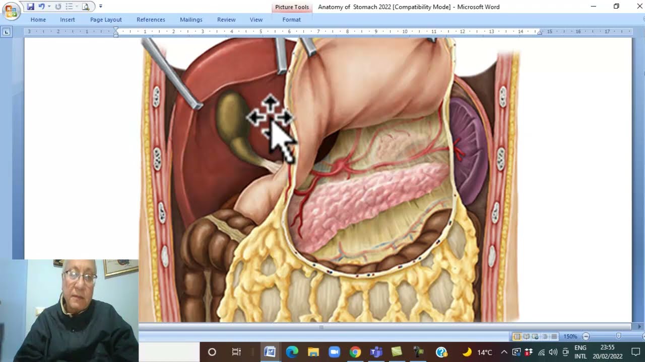 Модуль «Анатомия ЖКТ» на арабском языке 19 (Желудок, часть 1), автор Вахдан