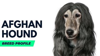 Afghan Hound Dog | Afghan Hound Dog Breed and Price #AnimalPlatoon
