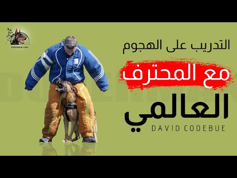 فيديو: حفظ الكلب بعيدا عن الرشاشات