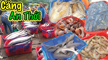 Cảng An Thới Phú Quốc | Ngập Tràn Hải Sản Tươi Sống Về Bờ