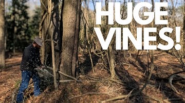 TREE RESCUE SHOWDOWN! Battling Deadly Wisteria Invasion To SAVE My Old Oak Tree!